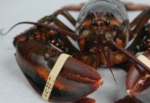 Discrimination and Settler Violence Continues towards Mi’kmaq Fishermen in Nova Scotia