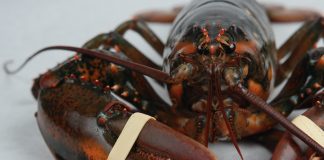 Discrimination and Settler Violence Continues towards Mi’kmaq Fishermen in Nova Scotia